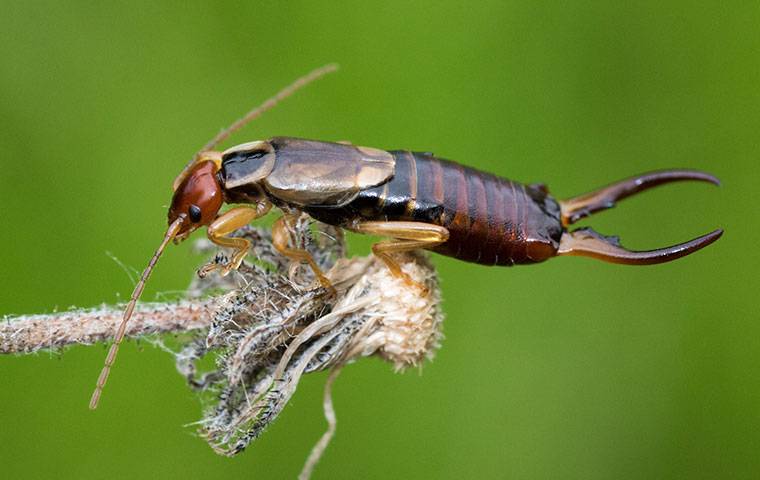 Blog - The Ultimate Guide To Earwigs: Habits, Prevention, and Control ...