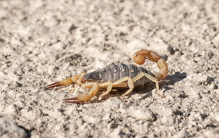 Why Are There So Many Scorpions On My San Diego Property