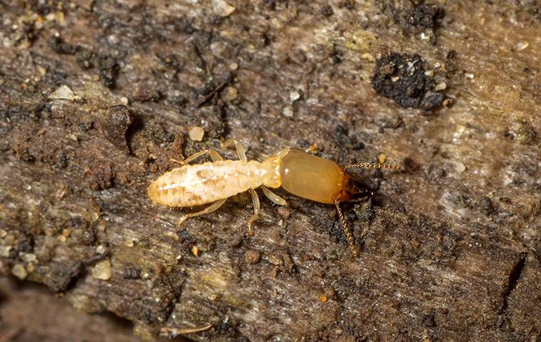 Are You Ready For Termite Season In Riverside